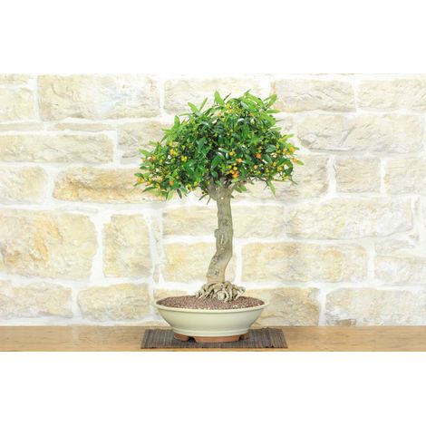 Bonsai di Citrus Kinzu (15) (1/5)