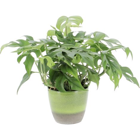 Monstera Minima con Vaso in Ceramica Flora - Piante Rampicanti Vere da Interni - Altezza 25-30 cm Vaso Ø 12 cm (1/4)