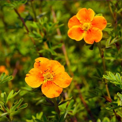 Potentille arbustive 'Hopley's Orange' (Potentilla fruticosa 'Hopley's Orange') (1/5)