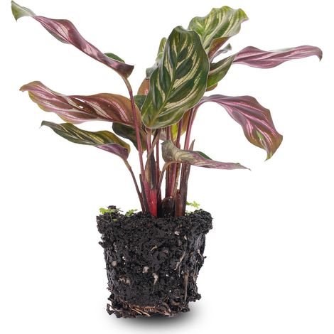 Calathea Makoyana Plante Paon Décorative pour Terrarium et Intérieur Feuillage Tropical Pot 6 cm - PANGIVO (1/5)