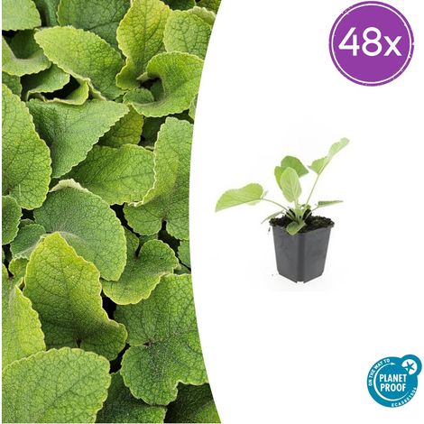 Lot de 48 Phlomis russeliana Sauge de Turquie Vivace Fleurs Jaunes Mellifère 10-25 cm Ø9 cm - PANGIVO (1/5)