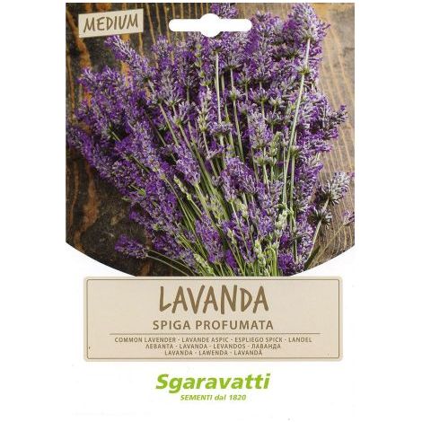 SEMI PER ORTAGGI E VEGETALI lavanda spiga