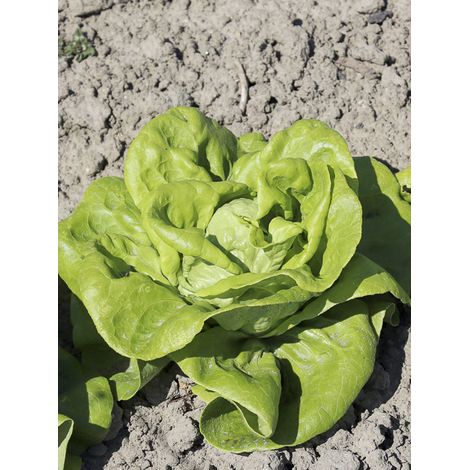 Laitue pommée 'Gustav's Salad' le sachet de 850 graines (1g) (1/2)