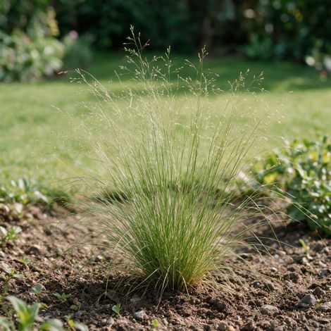 Stipe pennata 20cm Godet 9cm - Stipa (1/4)