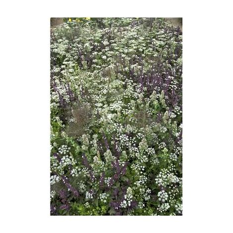Graines de fleurs anti-moustiques – Mélange de 9 espèces annuelles – Semis en pot ou terrasse – Hauteur 20 à 35 cm – Fabre Graines