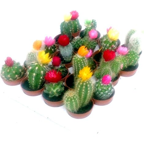 Pack de 20 Cactus Natural con Flor Artificial en Maceta M5