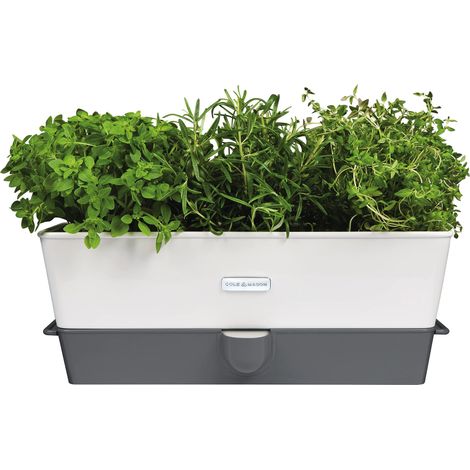 Cole & Mason conservante di erba in vaso con scompartimenti, colore: bianco/grigio, Altro, Bianco/Grigio, 13,5 x 35 x 12,5 cm (1/4)