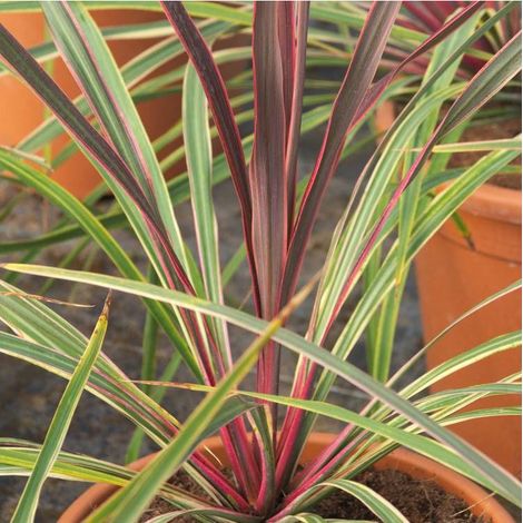 Cordyline australe Can Can®/Pot de 4L - 30/60 cm