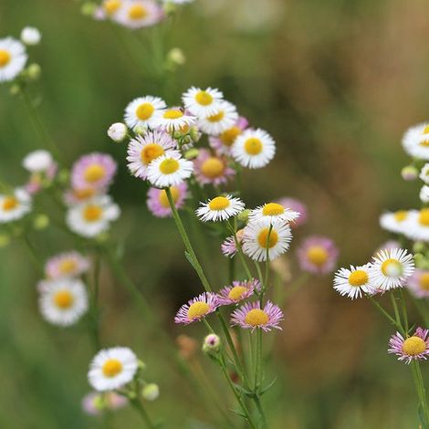 Erigeron karvinskianus  1 plant  Plante mellifère  Plante à papillons  Jardin mellifère  Vivace à floraison abondante  Floraison estivale spectaculaire  Couvre-sol  Désherbeur  Pot de pépinière 11 x 1 (1/3)