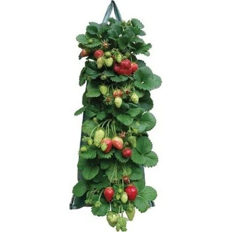 CSPARKV Sacs Plantation Fraisiers Aromatiques,Plant Grow Bag PE Pocket Plantation Sacs Légumes pour Les Fraises Herbes Fleur Pomme Terre Carotte Tomate Oignon (1/5)