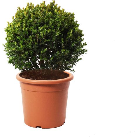 Bosso a Sfera - Buxus Microphylla Faulkner - H 50-60 cm Diametro Cespuglio 35-40 cm Vaso Ø 26 cm (1/3)