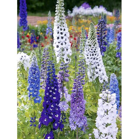 Pied d'Alouette elatum 'Magic Fountain Mix' le sachet de 50 graines environ (0,1g) (1/2)