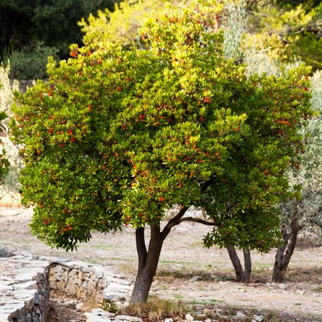 Corbezzolo "Arbutus unedo" pianta ad astone in vaso 2 litri h 80/100 cm