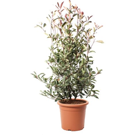 Photinia × Fraseri 'Pink Marble' - Pianta di Fotinia - Pianta da Siepe da Giardino - H 125-150 cm Vaso Ø 30 cm (1/3)