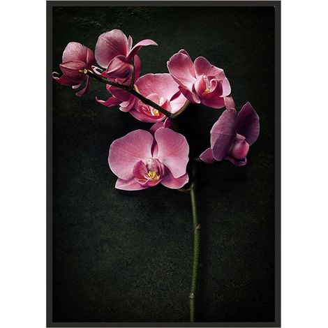 POSTER FOTOGRAFICO IN CORNICE 43x33 cm Orchidea P1236 (1/4)