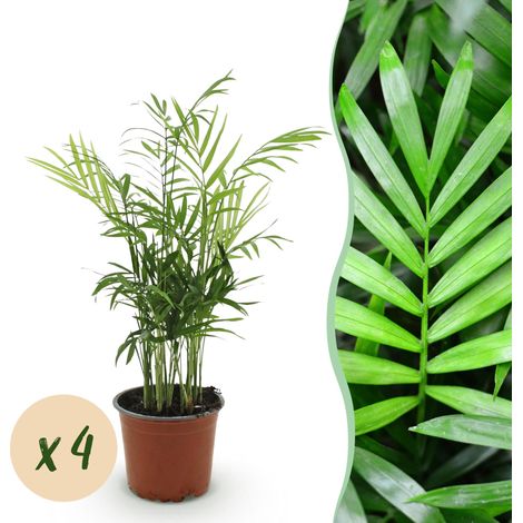 Lot de 4 Palmiers de Montagne Chamaedorea elegans - Plante d'Intérieur - Pot 12 cm - 35-40 cm - PANGIVO (1/5)