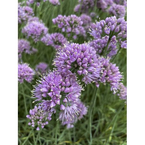 Ail d'ornement 'Lisa Blue' Godet de 8/9 cm calibre I