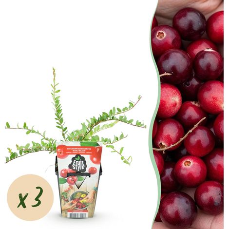 Lot de 3 Myrtilliers Vaccinium macrophylla Early Black Résistant au Froid Pot 9 cm Baies Rouges - PANGIVO (1/5)