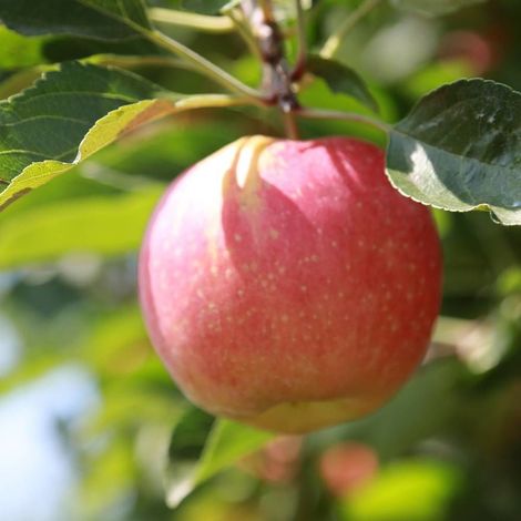 Pommier colonnaire Vaux le Vicomte® 'Delcosu'/Pot de 7,5L - 80/100 cm