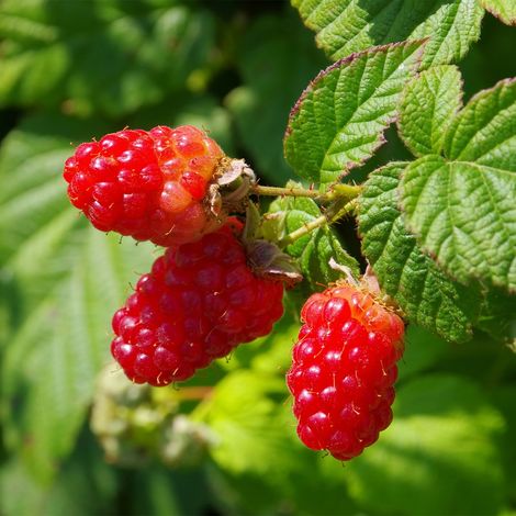 Framboisier Schönemann - Rubus idaeus Pot de 1,5L/2L, Buisson (1/2)