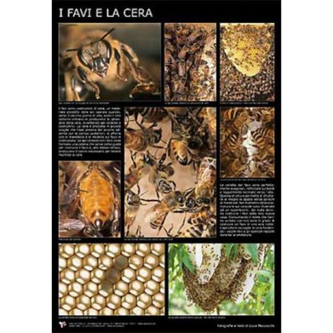 Poster fotografico i favi e la cera cm. 60x90