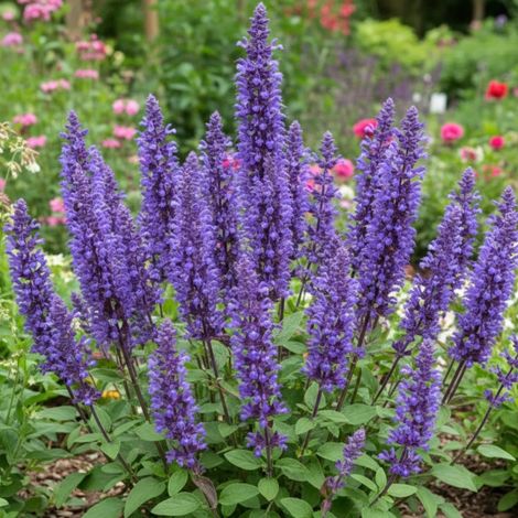 Sauge verticillée Hannay's Blue/Lot de 3 godets