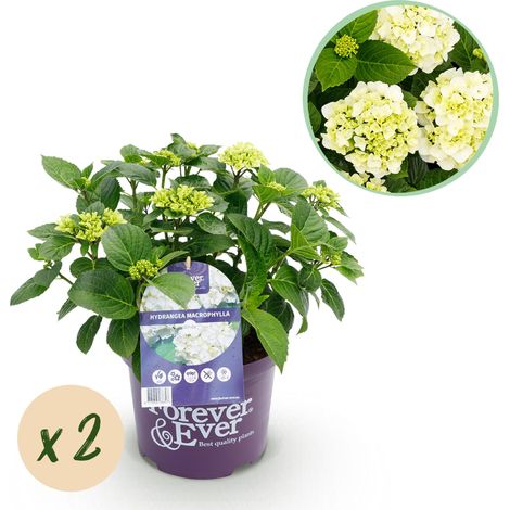 Lot de 2 Hortensias Hydrangea Macrophylla Blancs, 7-12 Fleurs, Pot 23 cm, Hauteur 55 cm - PANGIVO (1/5)