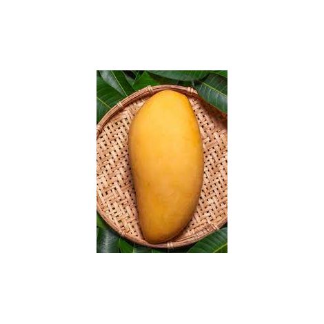 MANGO INDICA MANGO NAM DOC MAI PLANT H 140CM