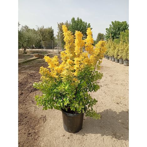 Fusain du Japon Aurea Buisson 40 cm Plante de Haie Panachée