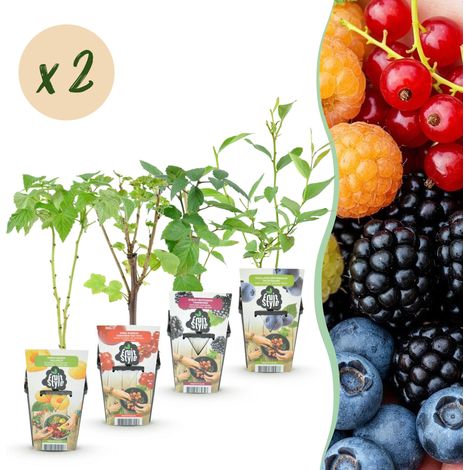 Lot de 8 Plantes Fruitières Arc-en-ciel Groseille Framboise Mûre Myrtille Rustiques Pots 9 cm - PANGIVO (1/5)