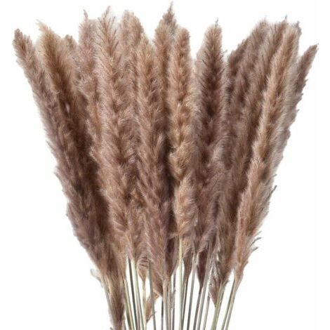 30 x herbe de pampa séchée naturelle, fleurs séchées