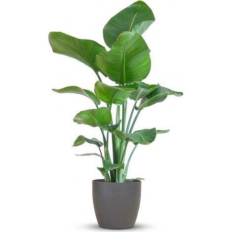 Strelitzia Nicolai Plante Oiseau de Paradis avec Pot Gris Biodégradable - 80 cm - Ø 21 cm - PANGIVO (1/4)