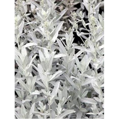 Armoise 'Silver queen' Godet de 8/9 cm (1/3)
