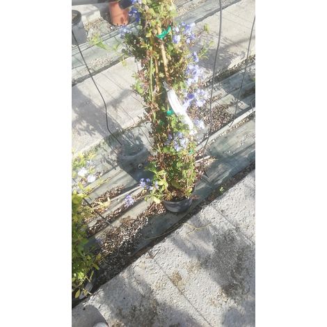 Plumbaco Capensis v21