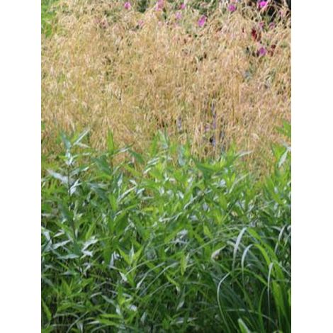 Canche cespiteuse 'Goldschleier' Pot de 1,5L/2L (1/2)