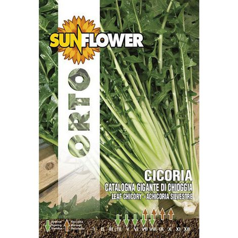 Semillas de achicoria gigante de Chioggia girasol