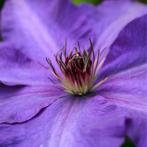 Clematite - Clematis The President 70cm (1/2)