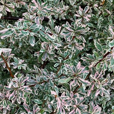 Pyracantha Sparkler in vaso da 18cm
