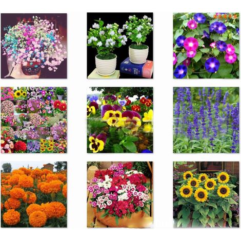 50pcs graines de gardénia parfumées Cape fleur de jasmin plante en pot pour balcon jardin (1/2)