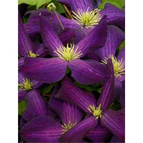Clématite 'Purpurea'® 'Zojapur' Pot de 2L/3L (1/2)