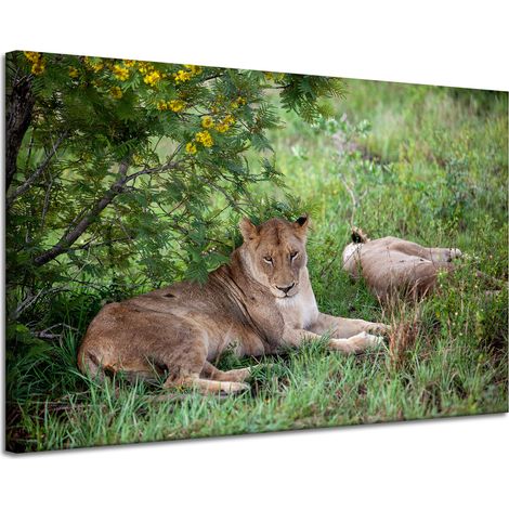 Leinwanddruck Tiere Löwinnen 120x80 cm