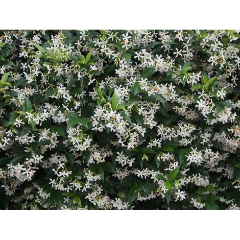 RHYNCHOSPERNUM JASMINOIDES VASO 19CM gelsomino stellato Trachelospermum