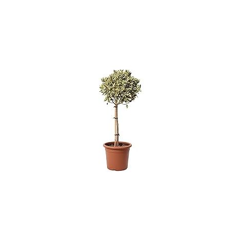 Euonymus Japonicus Aurea dans un petit arbre, pot de 20 cm de haut, 100 cm de haut