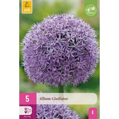 5 Bulbes Allium Gladiator Violet