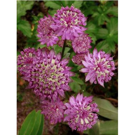 Grande Astrance 'Star of Beauty' Godet de 8/9 cm (1/3)
