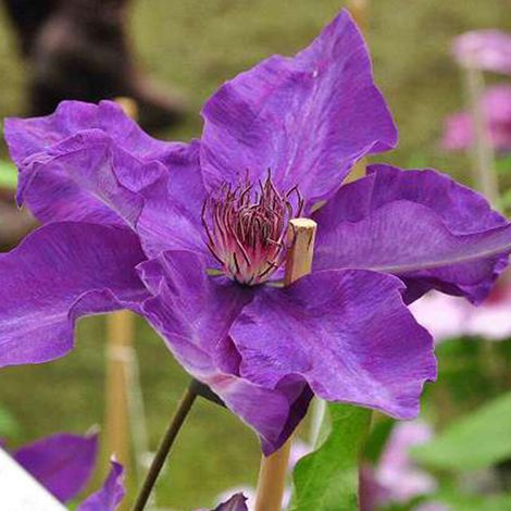 Clématite - Clematis 'The President' - 50-60 cm pot