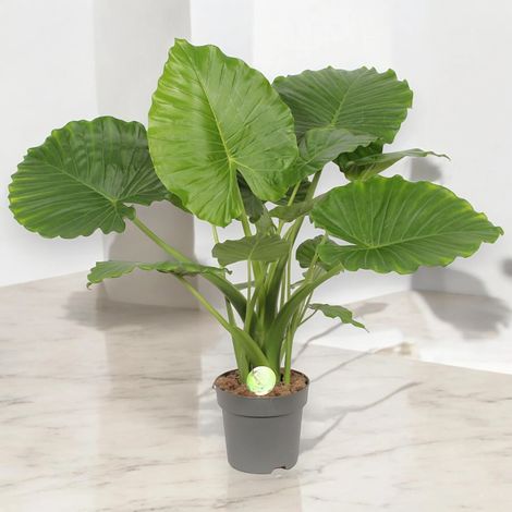 Gardenaria Alocasia gageana - Pianta da interno ornamentale - Altezza: 85 cm (vaso 21)