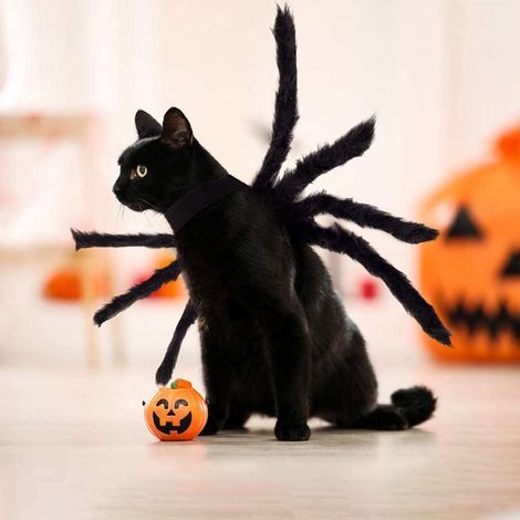 Costume d'araignée d'halloween pour Chien Chat, Costume d'halloween pour Animaux de Compagnie Décorations d'halloween, Costumes de Cosplay d'araignée réglables pour Petits Chiens et Chats Moyens (1/5)