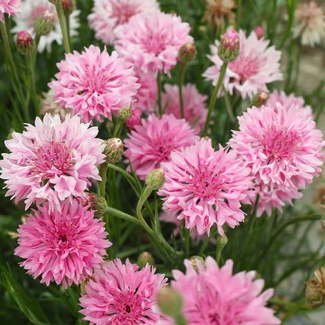 500 rosa Kornblumensamen – Wildblumensamen, winterharte Stauden, attraktiv für Bestäuber, für Ihren Naturrasen