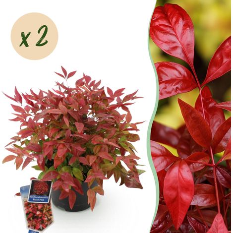 Nandina domestica Blush Pink - Bambou Sacré Persistant Rose Foncé - Lot de 2 - Pot 17cm H40cm - PANGIVO (1/5)
